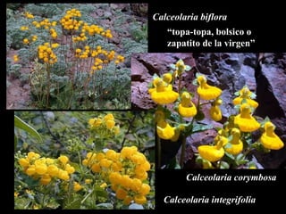 Calceolaria biflora Calceolaria corymbosa Calceolaria integrifolia “ topa-topa, bolsico o  zapatito de la virgen” 