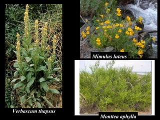 Monttea aphylla Mimulus luteus Verbascum thapsus 