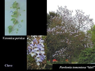 Pawlonia tomentosa  “kiri” Veronica persica Clave 
