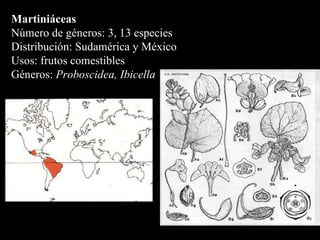 Martiniáceas Número de géneros: 3, 13 especies  Distribución: Sudamérica y México Usos: frutos comestibles Géneros:  Proboscidea, Ibicella  