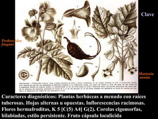 Caracteres diagnósticos: Plantas herbáceas a menudo con raíces tuberosas. Hojas alternas u opuestas. Inflorescencias racimosas. Flores hermafroditas, K 5 [C(5) A4] G(2). Corolas cigomorfas, bilabiadas, estilo persistente. Fruto cápsula loculicida   Proboscidea fragans Martynia  annua Clave 