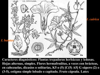 Caracteres diagnósticos: Plantas trepadoras herbáceas y leñosas. Hojas alternas, simples. Flores hermafroditas, a veces con brácteas, en cabezuelas, dicasios o solitarias, K5 o (5) [C(5) A5] G súpero (2) o (3-5), estigma simple lobado o capitado. Fruto cápsula. Latex I. batatas   I. cairica 