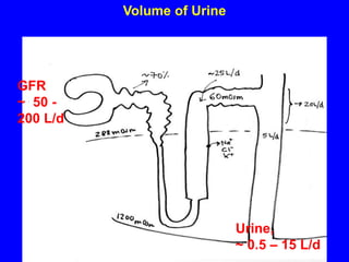 Volume of Urine
GFR
~ 50 -
200 L/d
Urine,
~ 0.5 – 15 L/d
 