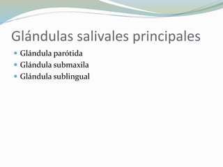 Glándulas salivales principales
 Glándula parótida
 Glándula submaxila
 Glándula sublingual
 