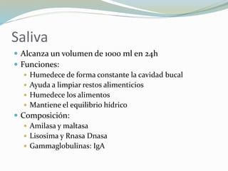 Saliva
 Alcanza un volumen de 1000 ml en 24h
 Funciones:
 Humedece de forma constante la cavidad bucal
 Ayuda a limpiar restos alimenticios
 Humedece los alimentos
 Mantiene el equilibrio hídrico
 Composición:
 Amilasa y maltasa
 Lisosima y Rnasa Dnasa
 Gammaglobulinas: IgA
 