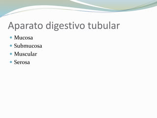 Aparato digestivo tubular
 Mucosa
 Submucosa
 Muscular
 Serosa
 
