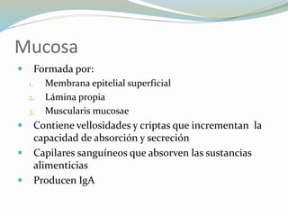 Mucosa
 Formada por:
1. Membrana epitelial superficial
2. Lámina propia
3. Muscularis mucosae
 Contiene vellosidades y criptas que incrementan la
capacidad de absorción y secreción
 Capilares sanguíneos que absorven las sustancias
alimenticias
 Producen IgA
 