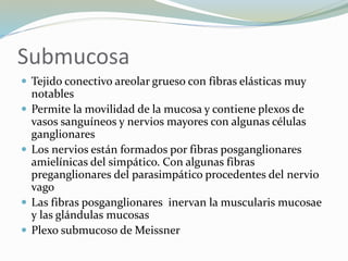 Submucosa
 Tejido conectivo areolar grueso con fibras elásticas muy
notables
 Permite la movilidad de la mucosa y contiene plexos de
vasos sanguíneos y nervios mayores con algunas células
ganglionares
 Los nervios están formados por fibras posganglionares
amielínicas del simpático. Con algunas fibras
preganglionares del parasimpático procedentes del nervio
vago
 Las fibras posganglionares inervan la muscularis mucosae
y las glándulas mucosas
 Plexo submucoso de Meissner
 