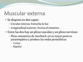 Muscular externa
 Se dispone en dos capas:
 Circular interna: Estrecha la luz
 Longitudinal externa: Acorta el intestino
 Entre las dos hay un plexo vascular y un plexo nervioso
 Plexo mientérico de Auerbach: en su mayor parte es
parasimpático y produce las ondas peristálticas
 Lentas
 Rápidas
 