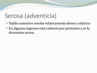 Serosa (adventicia)
 Tejido conectivo areolar relativamente denso y elástico
 En algunas regiones está cubierta por peritóneo y se la
denomina serosa
 