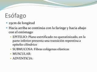 Esófago
 25cm de longitud
 Hacia arriba se continúa con la faringe y hacia abajo
con el estómago
 EPITELIO: Plano estrtificado no queratinizado, en la
parte inferior presenta una transición repentina a
epitelio cilíndrico
 SUBMUCOSA: Fibras colágenas elásticas
 MUSCULAR:
 ADVENTICIA:
 