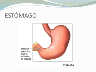 ESTÓMAGO
 