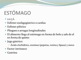 ESTÓMAGO
 2 a 3 L
 Esfínter esofagogástrico o cardias
 Esfínter pilórico
 Pliegues o arrugas longitudinales
 El alimento llega al estómago en forma de bolo y sale de el
en forma de quimo
 Jugo gástrico:
 Ácido clorhídrico, enzimas (pepsina, renina y lipasa) y moco
 Factor intrínseco
 Gastrina
 
