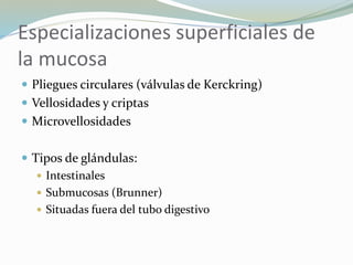 Especializaciones superficiales de
la mucosa
 Pliegues circulares (válvulas de Kerckring)
 Vellosidades y criptas
 Microvellosidades
 Tipos de glándulas:
 Intestinales
 Submucosas (Brunner)
 Situadas fuera del tubo digestivo
 
