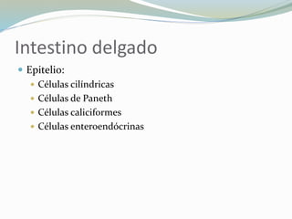 Intestino delgado
 Epitelio:
 Células cilíndricas
 Células de Paneth
 Células caliciformes
 Células enteroendócrinas
 