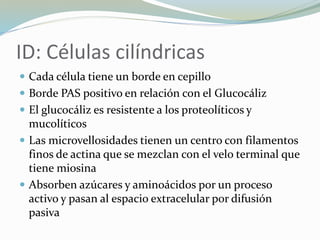 ID: Células cilíndricas
 Cada célula tiene un borde en cepillo
 Borde PAS positivo en relación con el Glucocáliz
 El glucocáliz es resistente a los proteolíticos y
mucolíticos
 Las microvellosidades tienen un centro con filamentos
finos de actina que se mezclan con el velo terminal que
tiene miosina
 Absorben azúcares y aminoácidos por un proceso
activo y pasan al espacio extracelular por difusión
pasiva
 