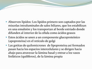  Absorven lípidos: Los lípidos primero son captados por las
miscelas intraluminales de sales biliares, que los estabilizan
en una emulsión y los transportan al borde estriado donde
difunden al interior de la célula como ácidos grasos
 Estos ácidos se unen a un componente glucoproteínico
(apoproteína) en el retículo de golgi
 Las gotitas de quilomicrones de lipoproteína así formados
pasan hacia los espacios intercelulares y se dirigen hacia
abajo para atravezar la lámina basal y entrar a los vasos
linfáticos (quilíferos), de la lámina propia
 