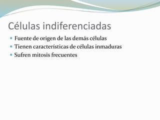 Células indiferenciadas
 Fuente de origen de las demás células
 Tienen características de células inmaduras
 Sufren mitosis frecuentes
 