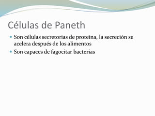 Células de Paneth
 Son células secretorias de proteína, la secreción se
acelera después de los alimentos
 Son capaces de fagocitar bacterias
 