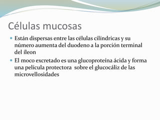 Células mucosas
 Están dispersas entre las células cilíndricas y su
número aumenta del duodeno a la porción terminal
del íleon
 El moco excretado es una glucoproteína ácida y forma
una película protectora sobre el glucocáliz de las
microvellosidades
 