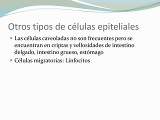 Otros tipos de células epiteliales
 Las células caveoladas no son frecuentes pero se
encuentran en criptas y vellosidades de intestino
delgado, intestino grueso, estómago
 Células migratorias: Linfocitos
 