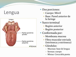 Lengua
 Dos porciones:
 Cuerpo: Móvil
 Base: Pared anterior de
la faringe
 Surco terminal
 Región anterior
 Región posterior
 Conformada por:
 Membrana mucosa
 Fibra muscular estriada
(intrínseca y extrínseca)
 Glándulas:
 Mucosas: base de lengua
 Serosas: cuerpo
 Mixtas: Cerca dela punta
 