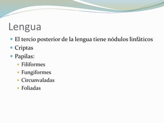 Lengua
 El tercio posterior de la lengua tiene nódulos linfáticos
 Criptas
 Papilas:
 Filiformes
 Fungiformes
 Circunvaladas
 Foliadas
 