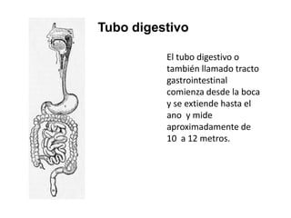 Tubo digestivo
El tubo digestivo o
también llamado tracto
gastrointestinal
comienza desde la boca
y se extiende hasta el
ano y mide
aproximadamente de
10 a 12 metros.
 