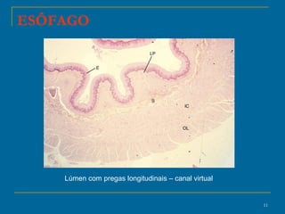 ESÔFAGO Lúmen com pregas longitudinais – canal virtual 
