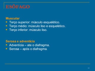 ESÔFAGO Muscular Terço superior: músculo esquelético. Terço médio: músculo liso e esquelético. Terço inferior: músculo liso. Serosa e adventícia Adventícia – ate o diafragma. Serosa – após o diafragma.  