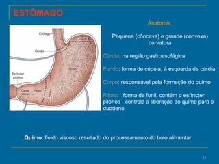 Anatomia   Pequena (côncava) e grande (convexa) curvatura Cárdia : na região gastroesofágica Fundo : forma de cúpula, à esquerda da cárdia Corpo : responsável pela formação do quimo Piloro :  forma de funil, contém o esfíncter pilórico - controla a liberação do quimo para o duodeno Quimo : fluido viscoso resultado do processamento do bolo alimentar  ESTÔMAGO 
