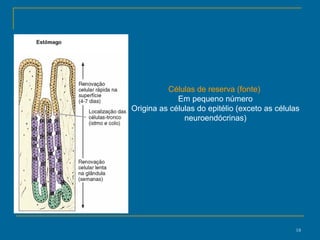 Células de reserva (fonte)   Em pequeno número Origina as células do epitélio (exceto as células neuroendócrinas) 