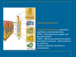 Células mucosas do colo Células neuroendócrinas ( argentafins, argirófilas ou enteroendócrinas) APUD =  a mine  p recursor  u ptake and  d escarboxylation  DNES =  d iffuse  n euro e ndócrine  s ystem   Secretarem hormônios - efeito parácrino ou endócrino  Gastrina, histamina, serotonina e somatostatina 