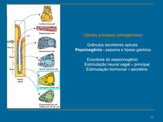 Células principais (zimogênicas) Grânulos secretores apicais  Pepsinogênio -  pepsina e lípase gástrica Exocitose do pepsionogênio  Estimulação neural vagal – principal Estimulação hormonal – secretina 