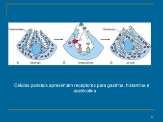 Células parietais apresentam receptores para gastrina, histamina e acetilcolina 