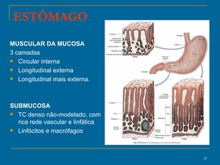 ESTÔMAGO MUSCULAR DA MUCOSA 3 camadas  Circular interna Longitudinal externa Longitudinal mais externa. SUBMUCOSA TC denso não-modelado, com rica rede vascular e linfática  Linfócitos e macrófagos  