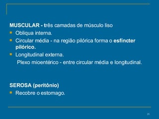 MUSCULAR - t rês camadas de músculo liso Obliqua interna. Circular média - na região pilórica forma o  esfíncter pilórico. Longitudinal externa. Plexo mioentérico - entre circular média e longitudinal. SEROSA (peritônio) Recobre o estomago.  