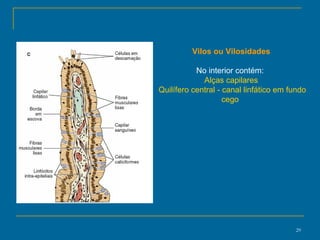 Vilos ou Vilosidades No interior contém:  Alças capilares Quilífero central - canal linfático em fundo cego  