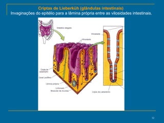 Criptas de Lieberküh (glândulas intestinais)  Invaginações do epitélio para a lâmina própria entre as vilosidades intestinais. 