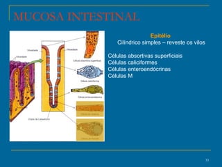 Epitélio   Cilíndrico simples – reveste os vilos Células absortivas superficiais  Células caliciformes Células enteroendócrinas  Células M MUCOSA INTESTINAL 