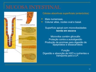 MUCOSA INTESTINAL Células absortivas superficiais (enterócitos) Mais numerosas. Colunar altas, núcleo oval e basal. Superfície apical com microvilosidades borda em escova Microvilos contém glicocálix  Proteção contra a autodigestão  Produção de enzimas para digestão de dipeptídeos e dissacarídeos Função  Digestão e absorção de H2O e nutrientes e transporta para a LP. 