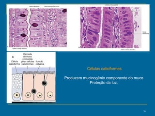 Células caliciformes Produzem mucinogênio componente do muco  Proteção da luz.  