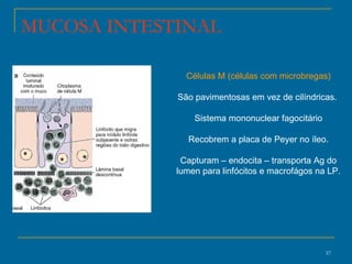 MUCOSA INTESTINAL Células M (células com microbregas) São pavimentosas em vez de cilíndricas.  Sistema mononuclear fagocitário Recobrem a placa de Peyer no íleo. Capturam – endocita – transporta Ag do lumen para linfócitos e macrofágos na LP. 