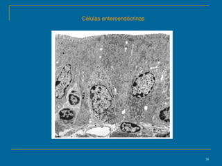 Células enteroendócrinas 