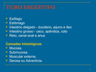 TUBO DIGESTIVO Esôfago Estômago Intestino delgado - duodeno, jejuno e íleo Intestino grosso - ceco, apêndice, colo Reto, canal anal e anus  Camadas histológicas Mucosa. Submucosa. Muscular externa. Serosa ou Adventícia. 