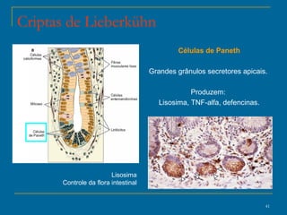 Criptas de Lieberkühn Células de Paneth Grandes grânulos secretores apicais.  Produzem:  Lisosima, TNF-alfa, defencinas. Lisosima Controle da flora intestinal 