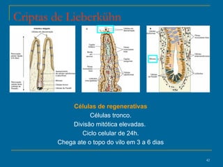 Criptas de Lieberkühn Células de regenerativas Células tronco. Divisão mitótica elevadas.  Ciclo celular de 24h. Chega ate o topo do vilo em 3 a 6 dias 