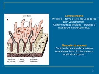 Lamina própria  TC frouxo – forma o eixo das vilosidades. Bem vascularizada.  Contém nódulos linfóides – proteção a invasão de microorganismos.  Muscular da mucosa Constituída de camada de células musculares lisas, circular interna e longitudinal externa.  