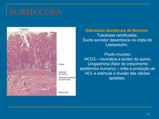 Glândulas duodenais de Brunner  Tubulosas ramificadas. Ducto excretor desemboca na cripta de Lierberkuhn.  Fluido mucoso HCO3 – neutraliza a acidez do quimo. Urogastrona (fator de crescimento epidérmico humano) – inibe a produção de HCL e estimula a divisão das células epiteliais. SUBMUCOSA 