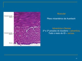 Muscular Plexo mioentérico de Auerbach  Adventícia e Serosa 2ª e 3ª porções do duodeno –  adventícia . Todo o resto do ID –  serosa . 